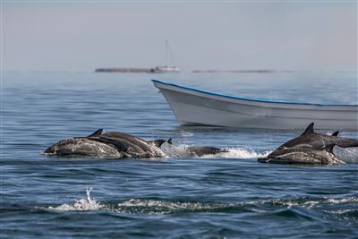Mexiko Loreto Delfine in Baja California